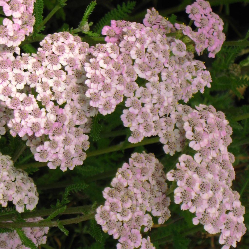 Achillea millefolium Jacqueline - Gemeine Schafgarbe