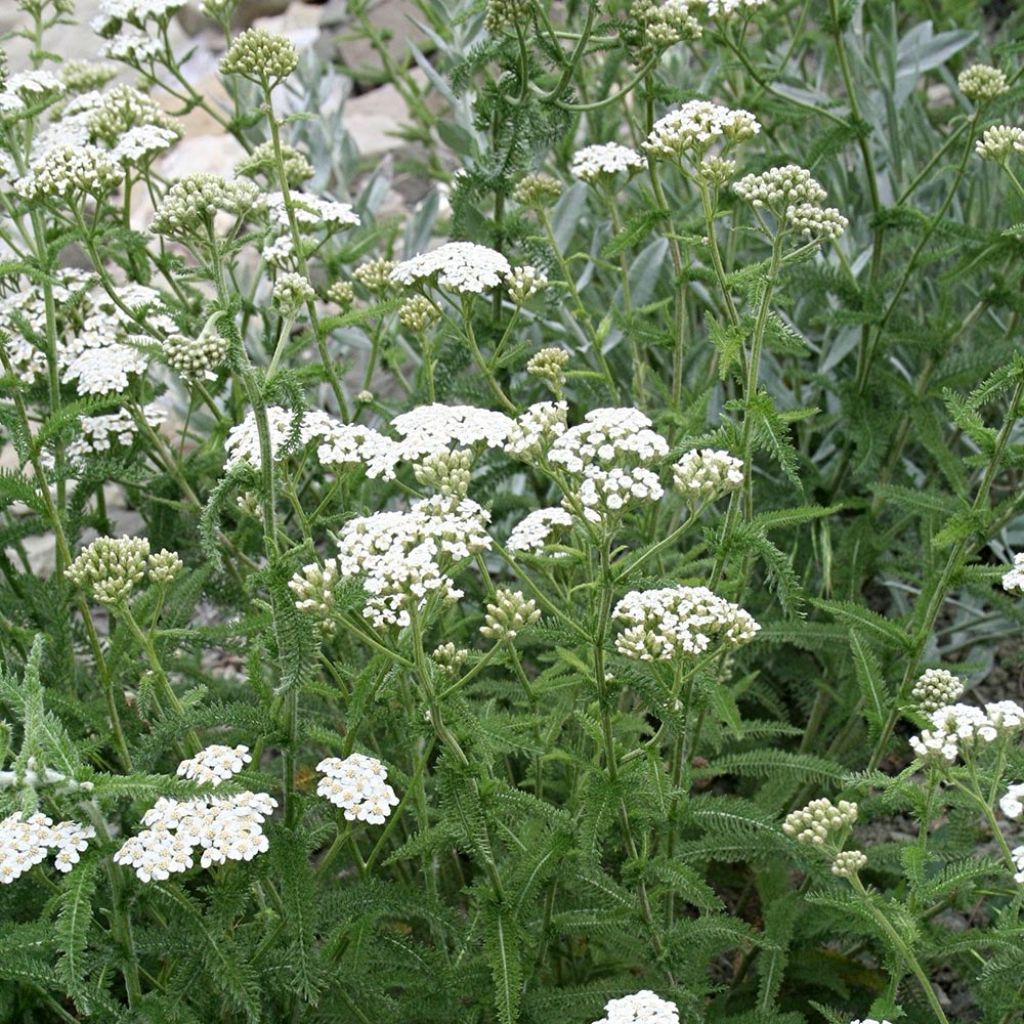 Achillea millefolium Mondpagode - Gemeine Schafgarbe