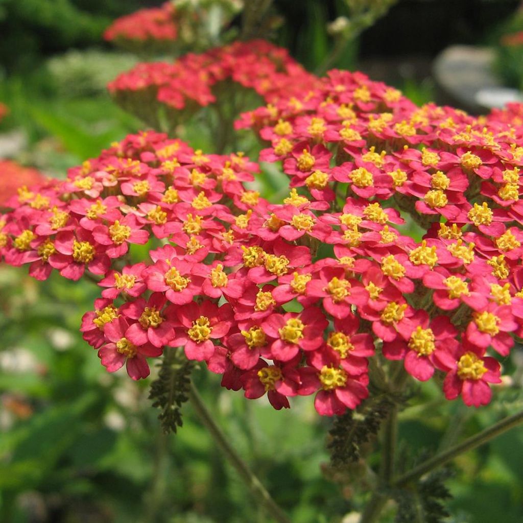 Achillea millefolium Paprika - Gemeine Schafgarbe