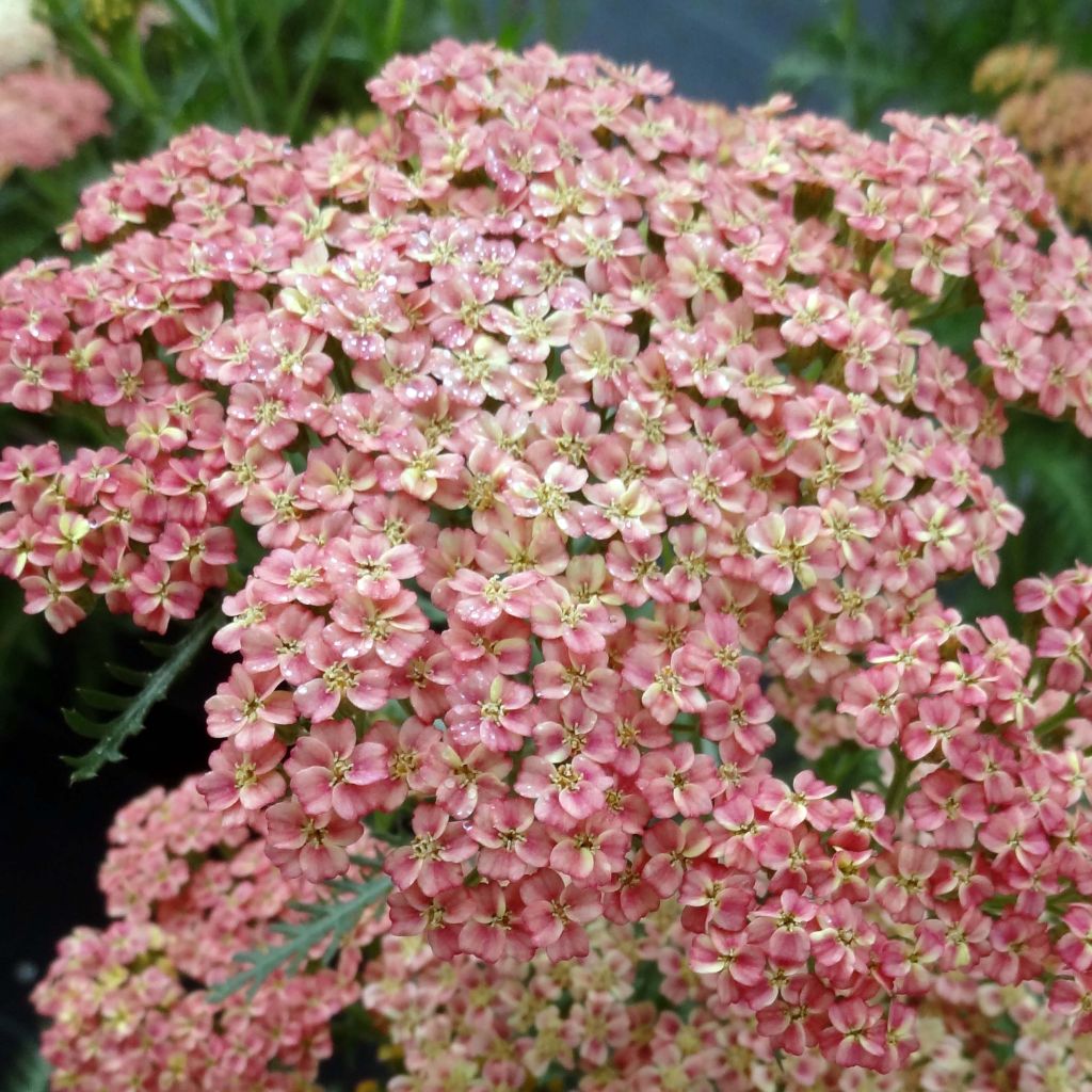 Achillea millefolium Peachy Seduction - Gemeine Schafgarbe