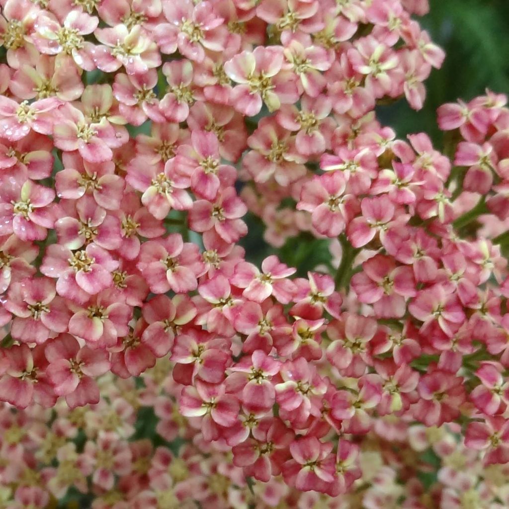 Achillea millefolium Peachy Seduction - Gemeine Schafgarbe