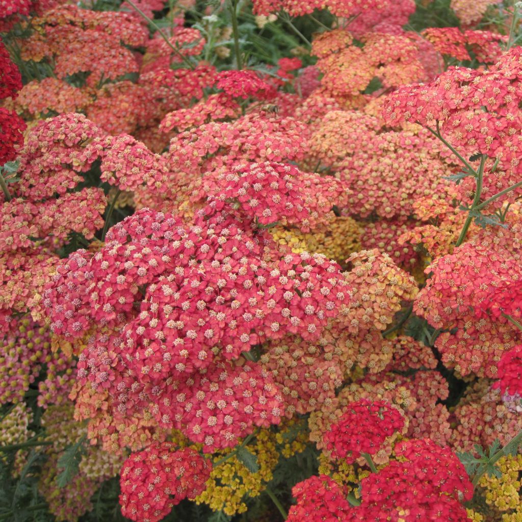 Achillea millefolium Pretty Woman - Gemeine Schafgarbe