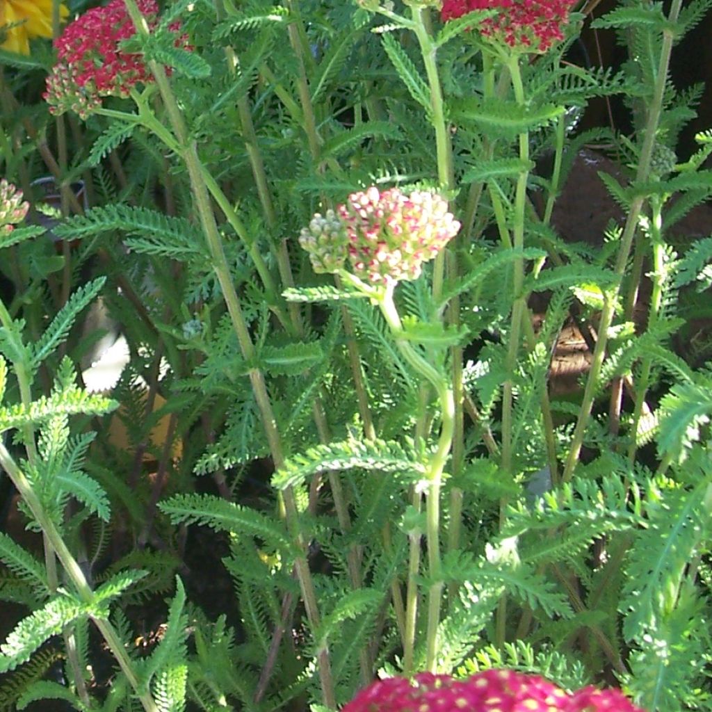 Achillée, Achillea millefolium The Beacon