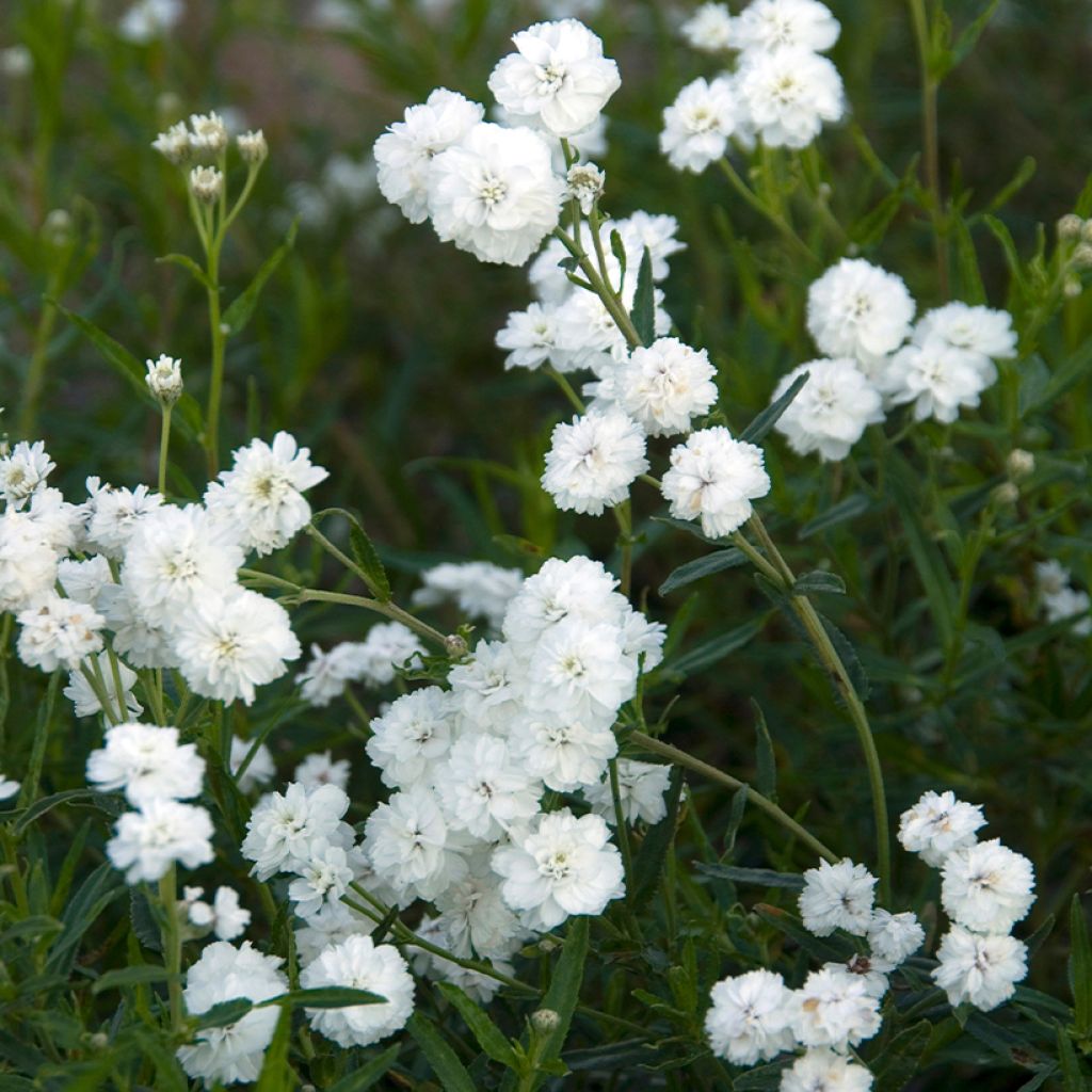 Achillea ptarmica Boule de Neige - Sumpf-Schafgarbe