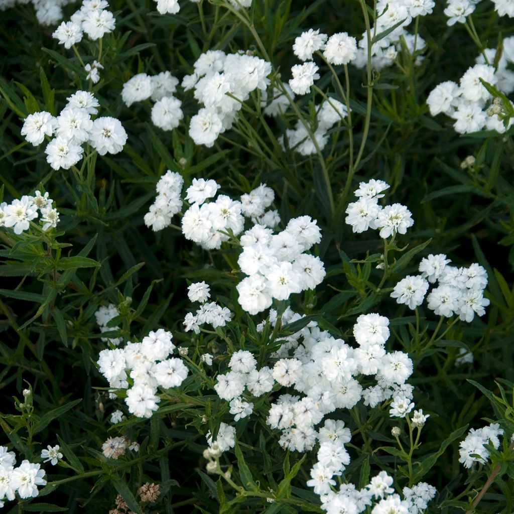 Achillea ptarmica Boule de Neige - Sumpf-Schafgarbe