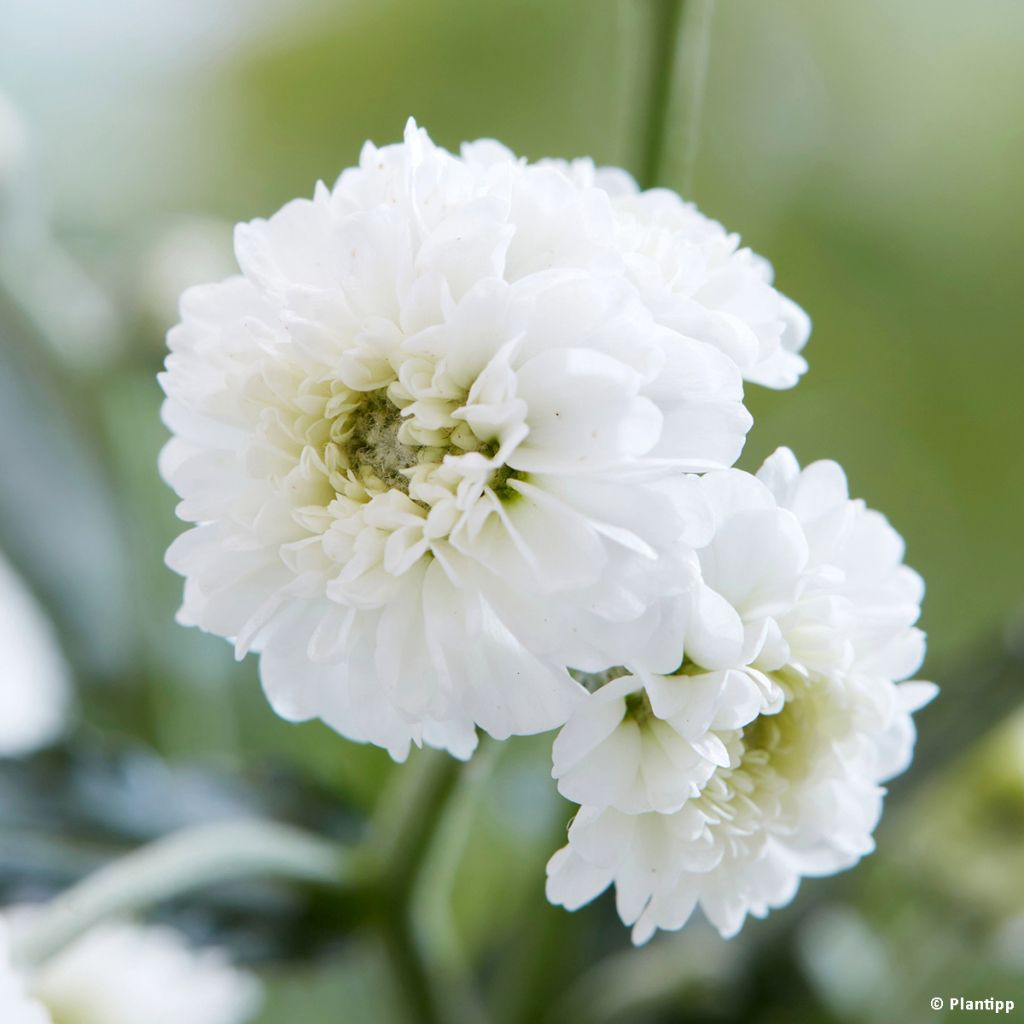 Achillea ptarmica Diadem - Sumpf-Schafgarbe