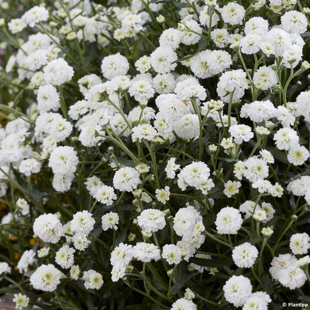 Achillea ptarmica Diadem - Bouton d'argent