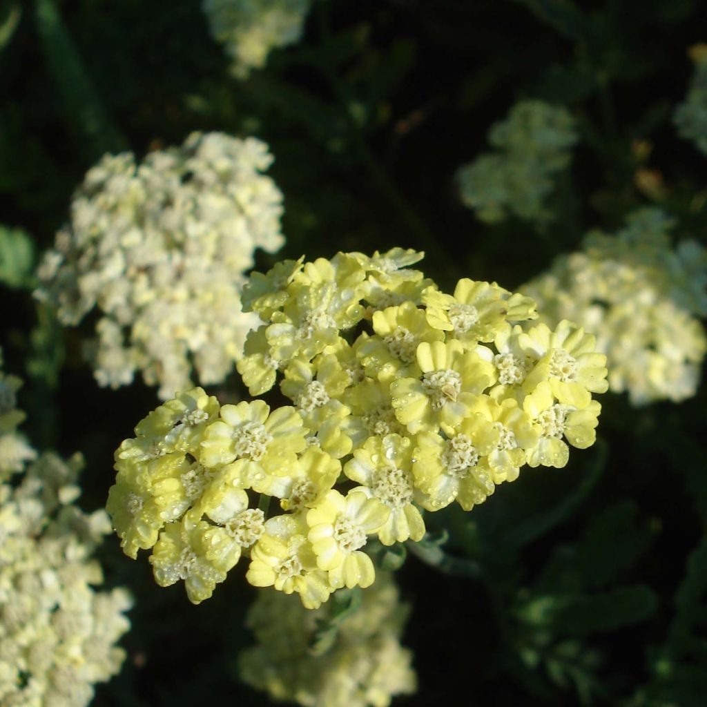 Achillea taygetea - Schafgarbe