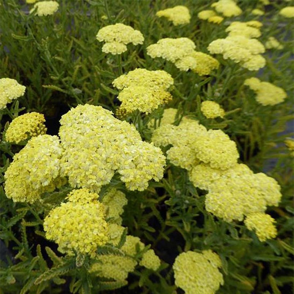 Achillée taygetea - Achillea taygetea