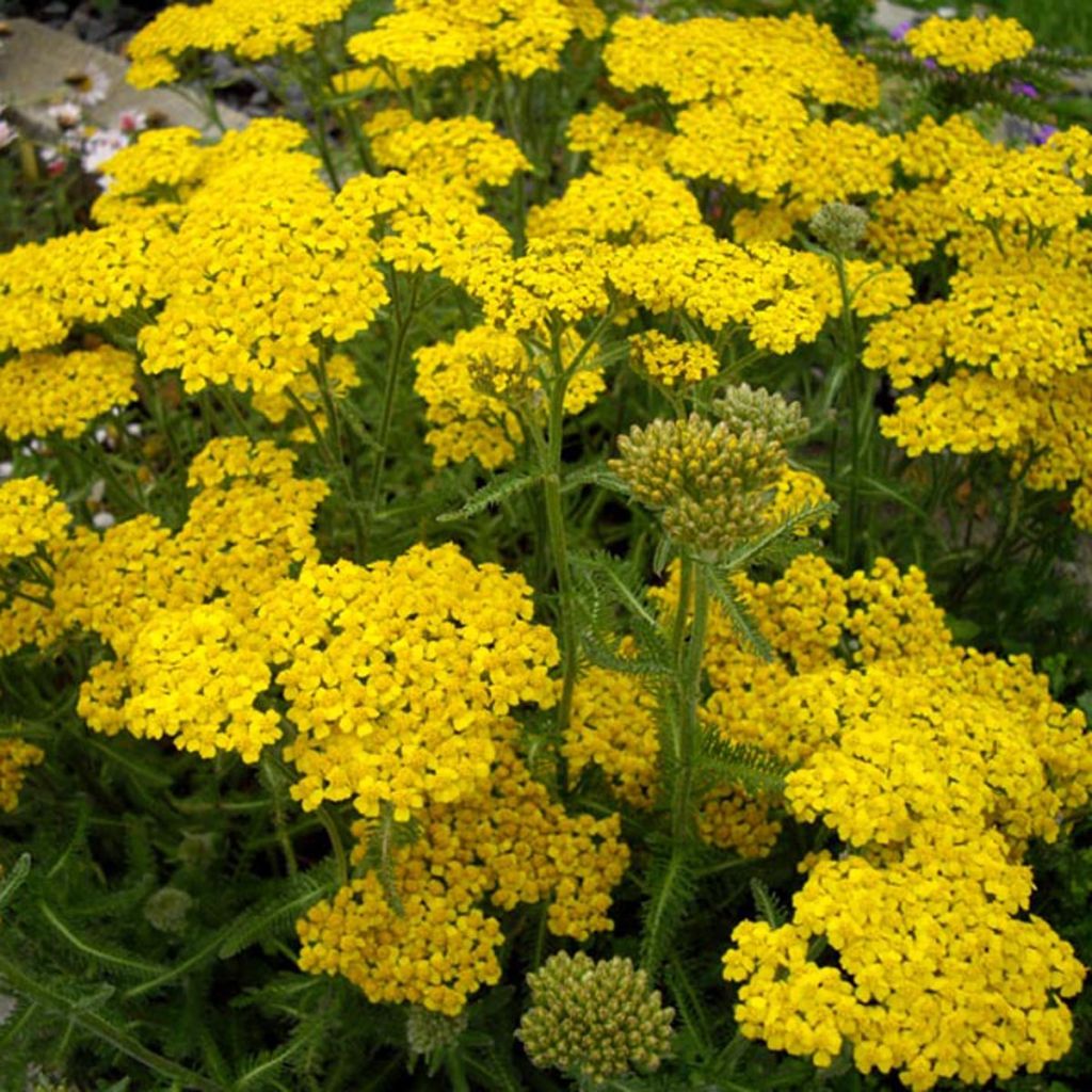 Achillea tomentosa - Filzige Schafgarbe