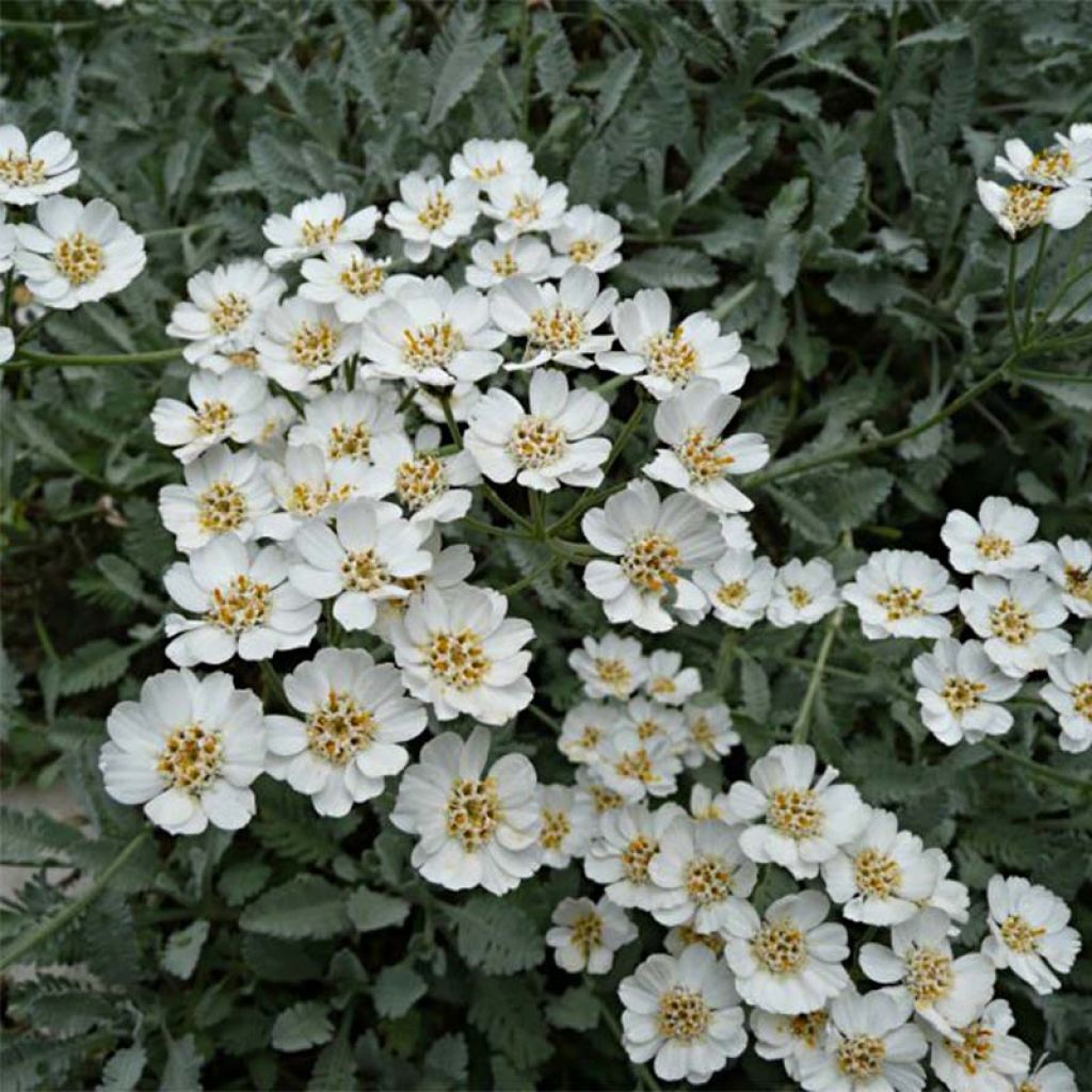 Achillea umbellata - Griechische Silber-Garbe