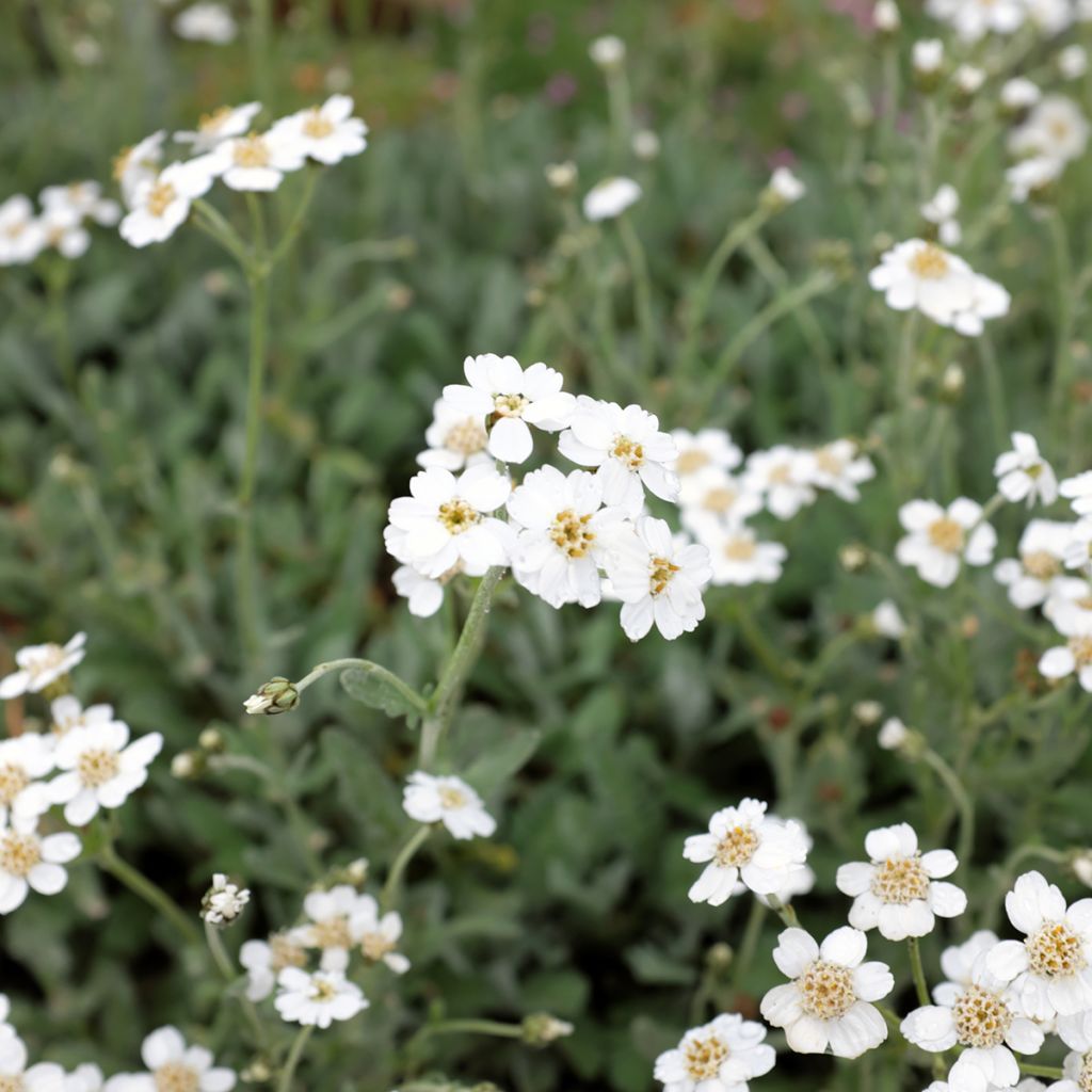 Achillea umbellata - Griechische Silber-Garbe