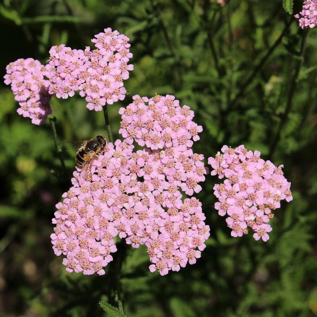 Achillea asplenifolia - Gewöhnliche Schafgarbe