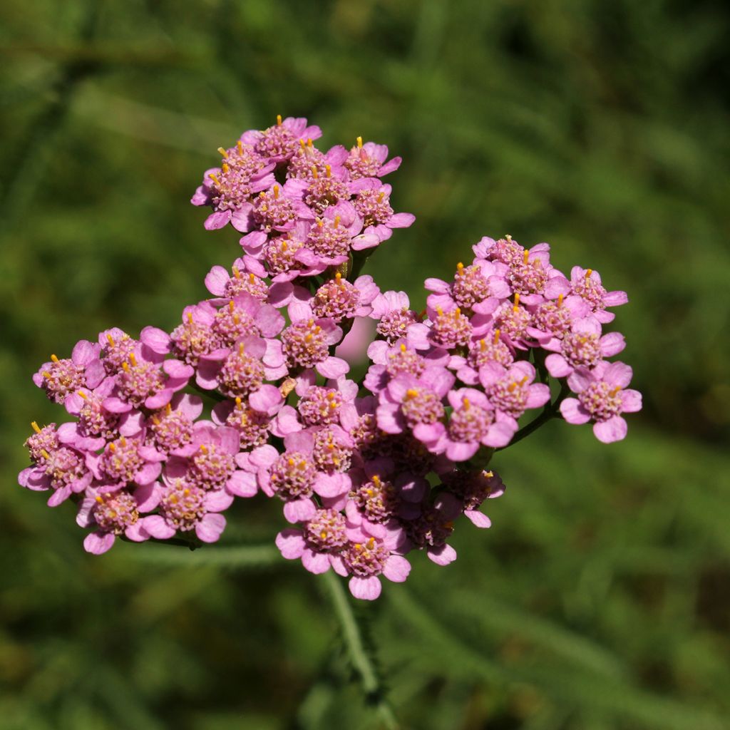 Achillea asplenifolia - Gewöhnliche Schafgarbe