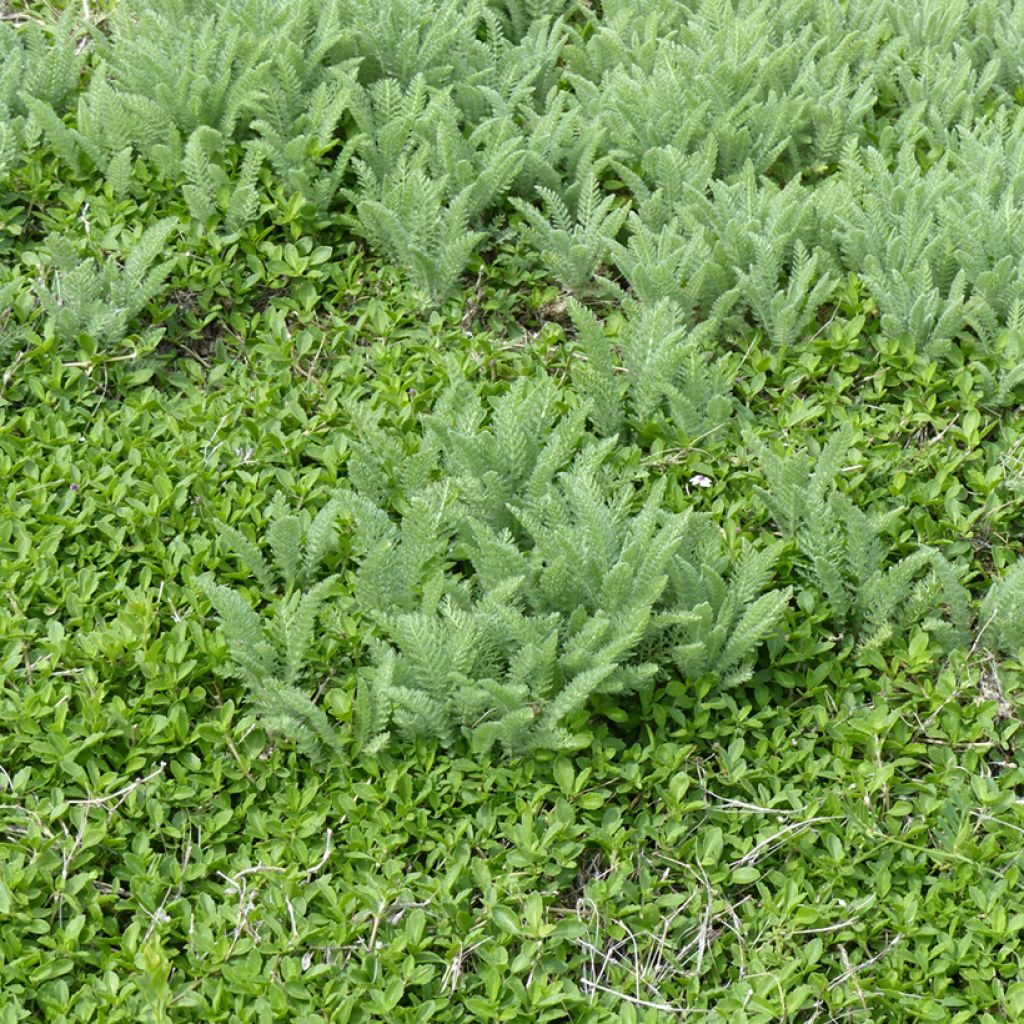 Achillea crithmifolia - Meerfenchelblättrige Schafgarbe