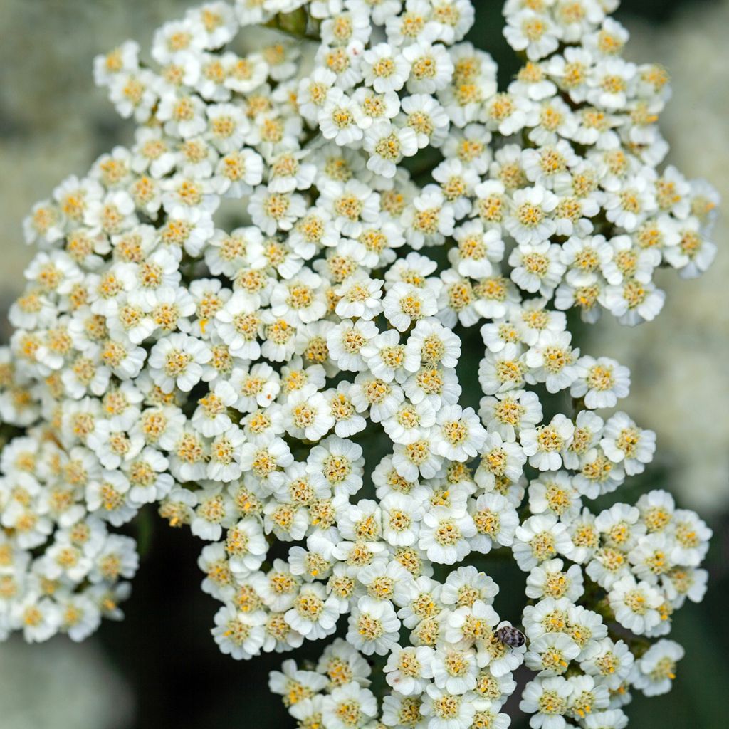 Achillea crithmifolia - Meerfenchelblättrige Schafgarbe