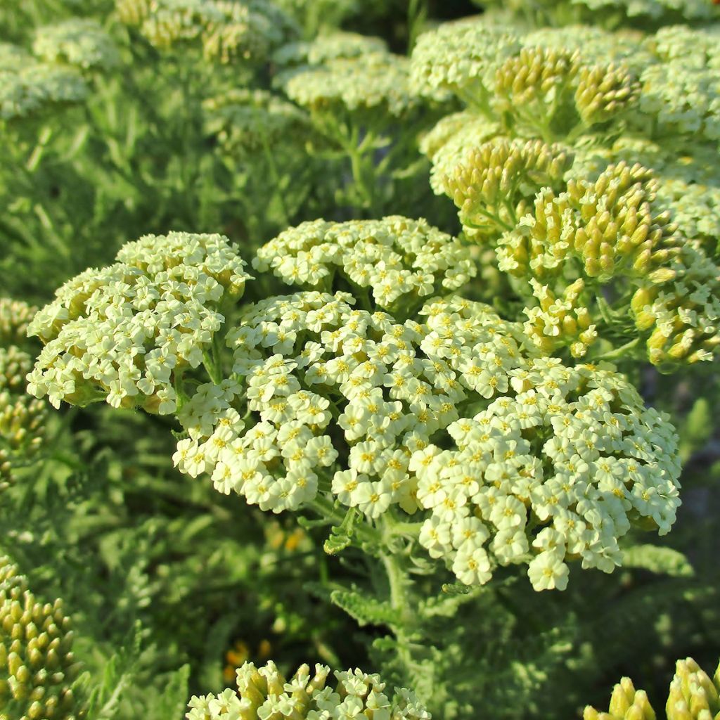 Achillea crithmifolia - Meerfenchelblättrige Schafgarbe