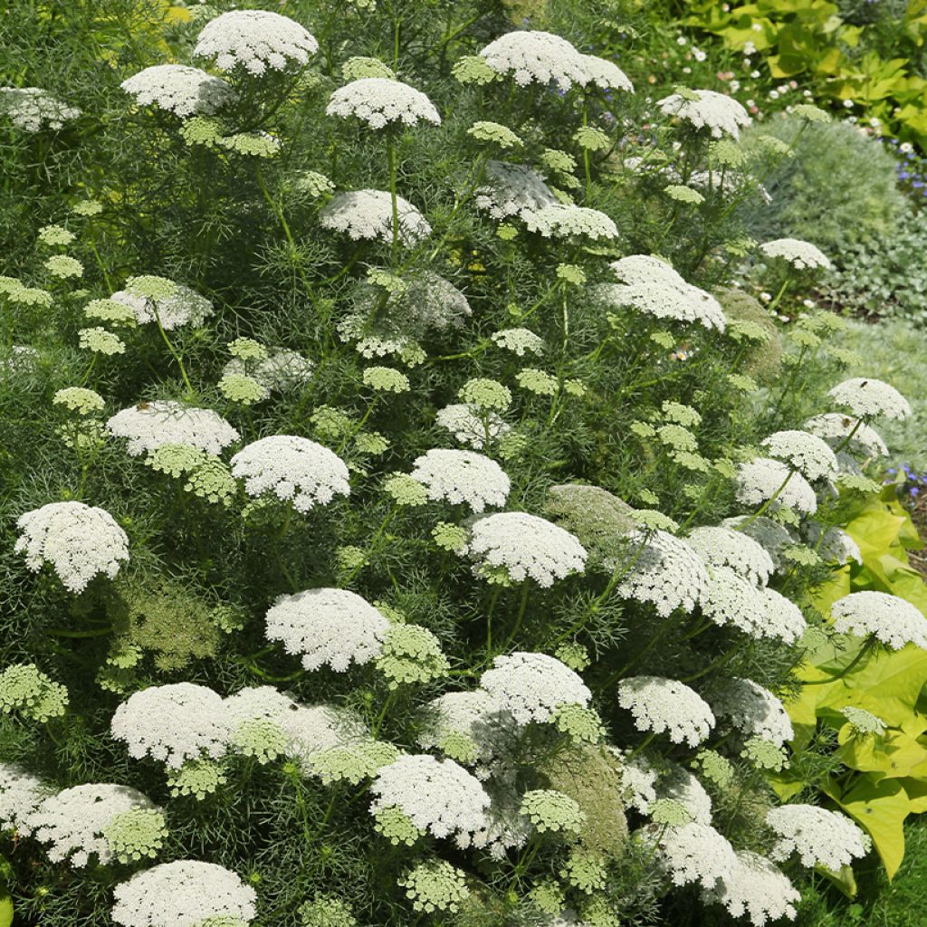 Achillea crithmifolia - Meerfenchelblättrige Schafgarbe