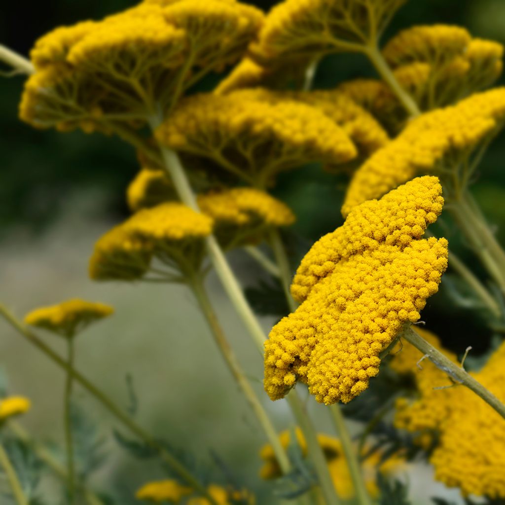 Achillea filipendulina Parker's Variety - Hohe Gelbe Schafgarbe