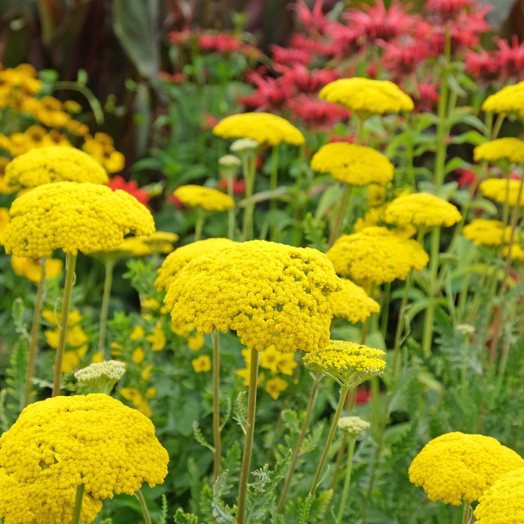 Achillea filipendulina Parker's Variety - Hohe Gelbe Schafgarbe