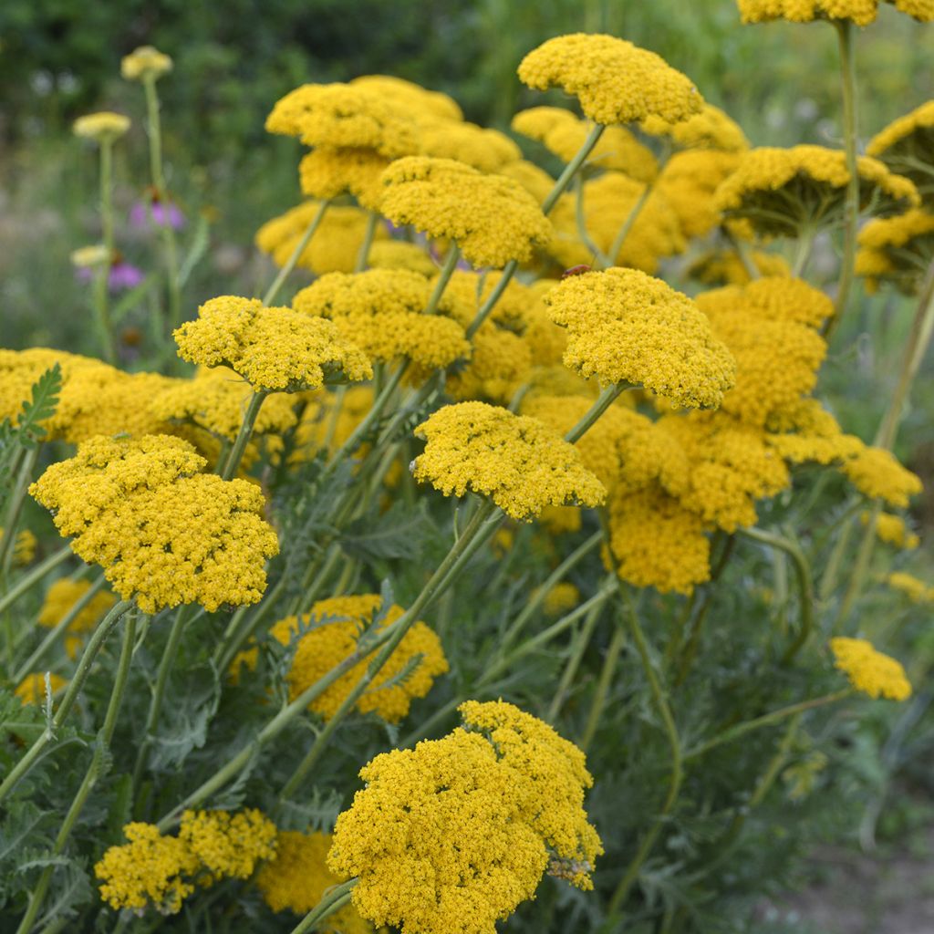 Achillea filipendulina Parker's Variety - Hohe Gelbe Schafgarbe