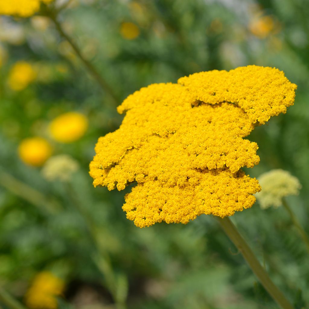 Achillea filipendulina Parker's Variety - Hohe Gelbe Schafgarbe