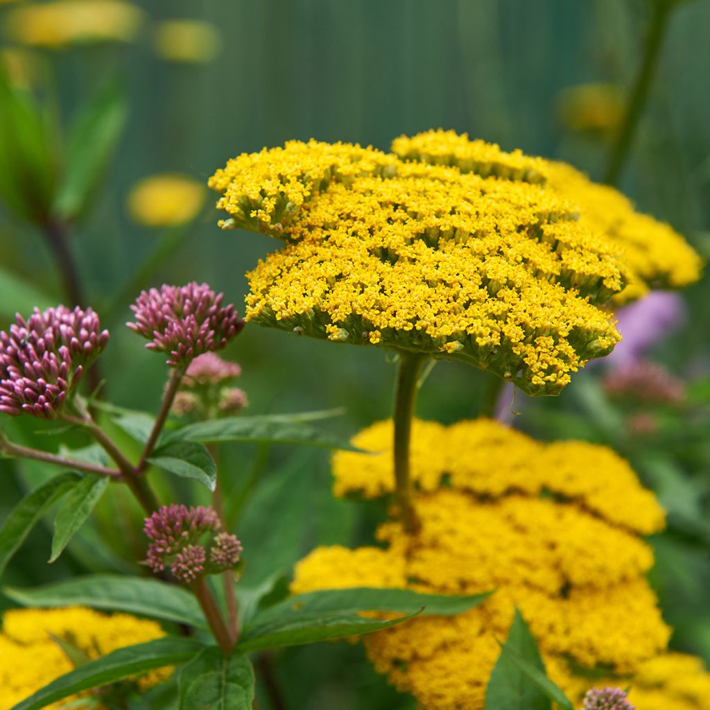 Achillea Coronation Gold - Filzige Schafgarbe