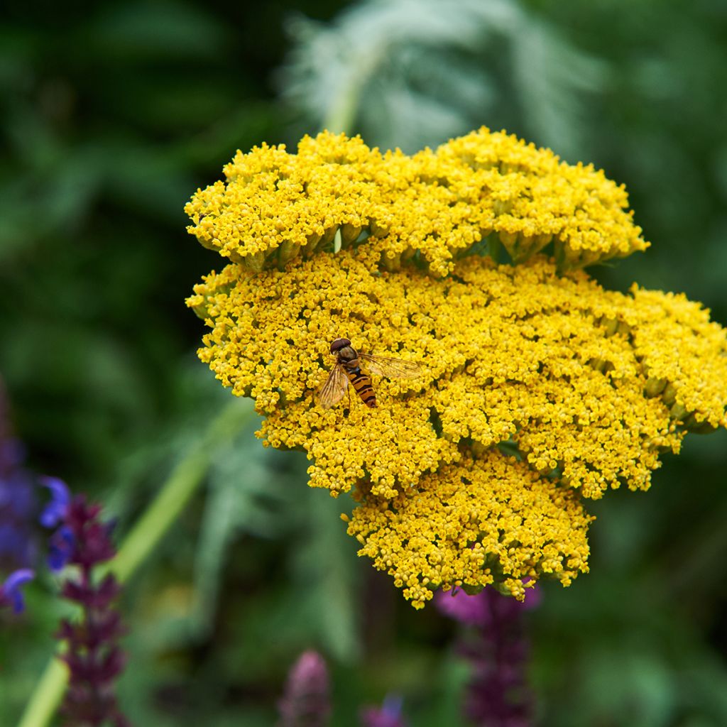 Achillea Coronation Gold - Filzige Schafgarbe