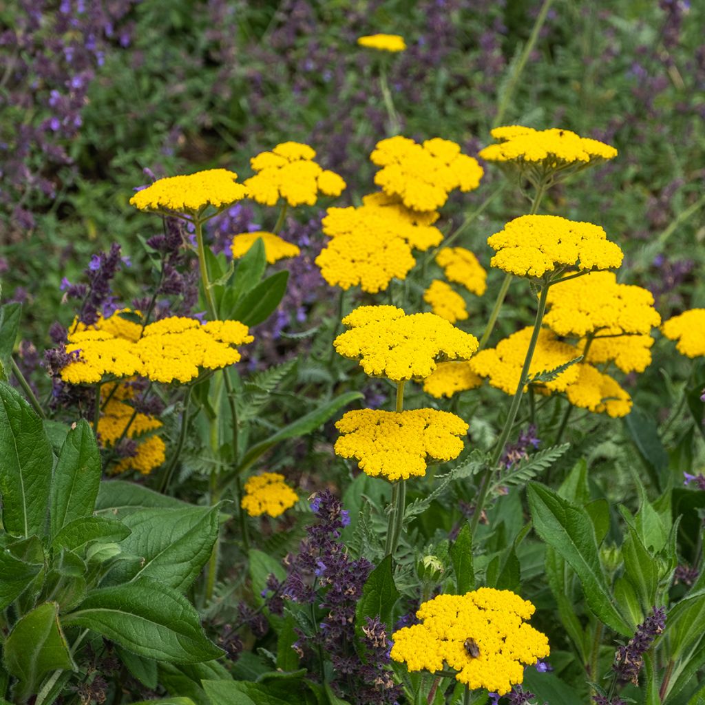 Achillea Coronation Gold - Filzige Schafgarbe