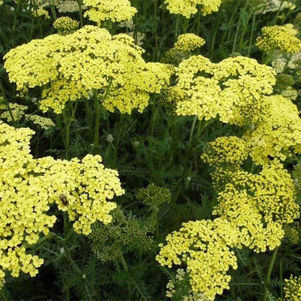 Achillea Credo - Filzige Schafgarbe