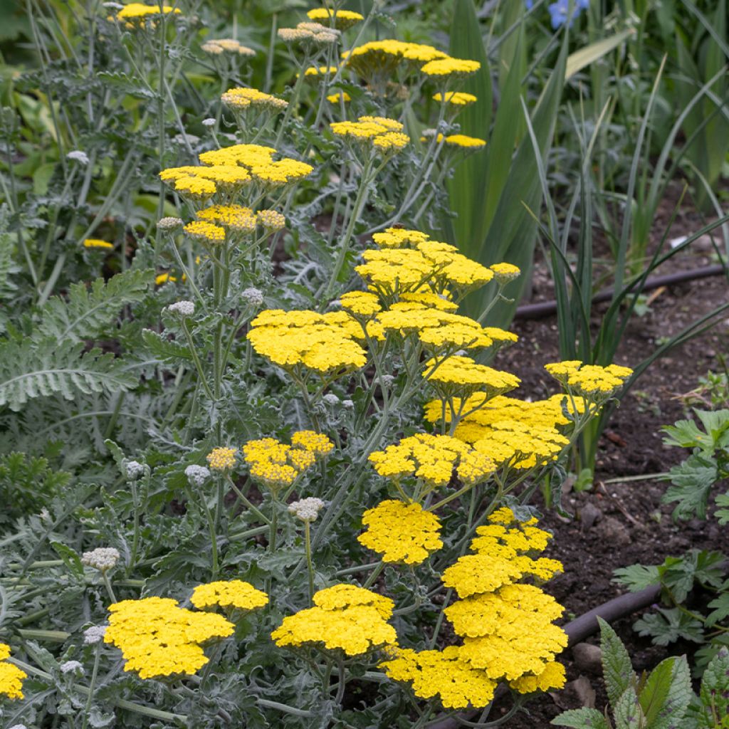 Achillea Moonshine - Filzige Schafgarbe