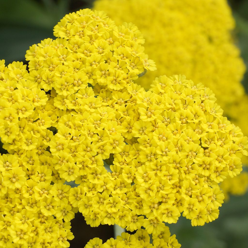 Achillea Moonshine - Filzige Schafgarbe