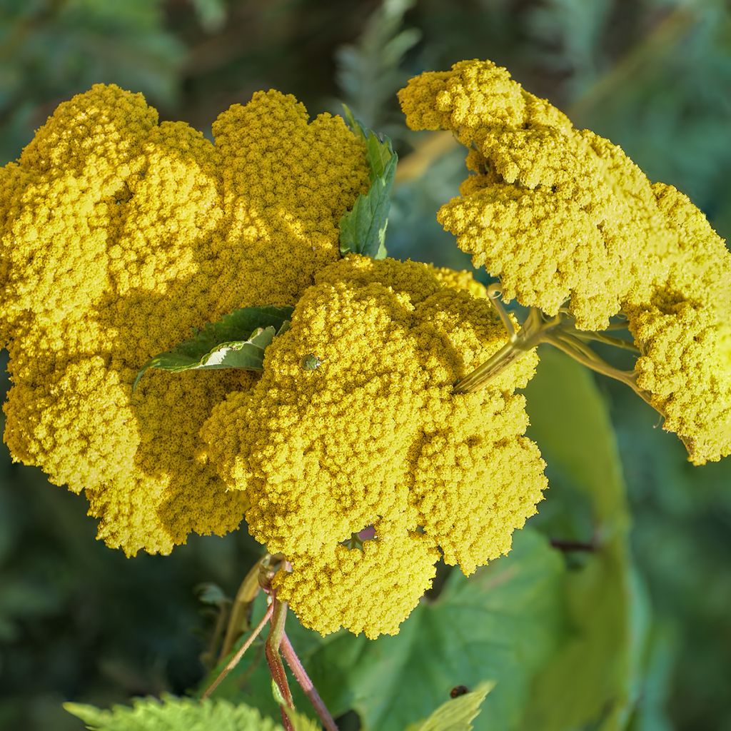 Achillea Moonshine - Filzige Schafgarbe