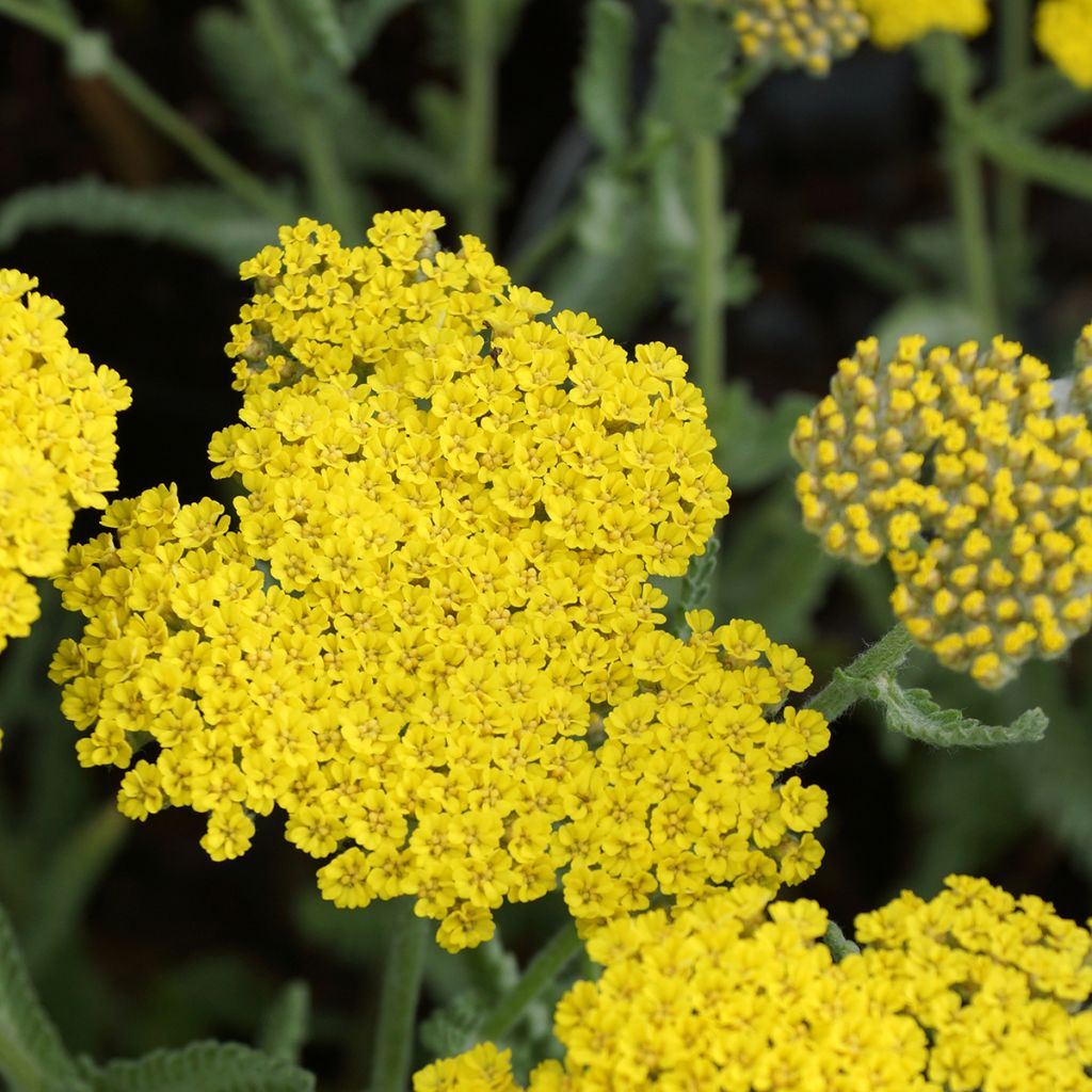 Achillea Moonshine - Filzige Schafgarbe