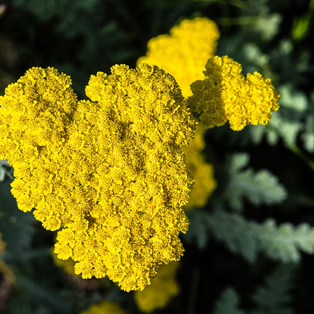 Achillea Moonshine - Filzige Schafgarbe