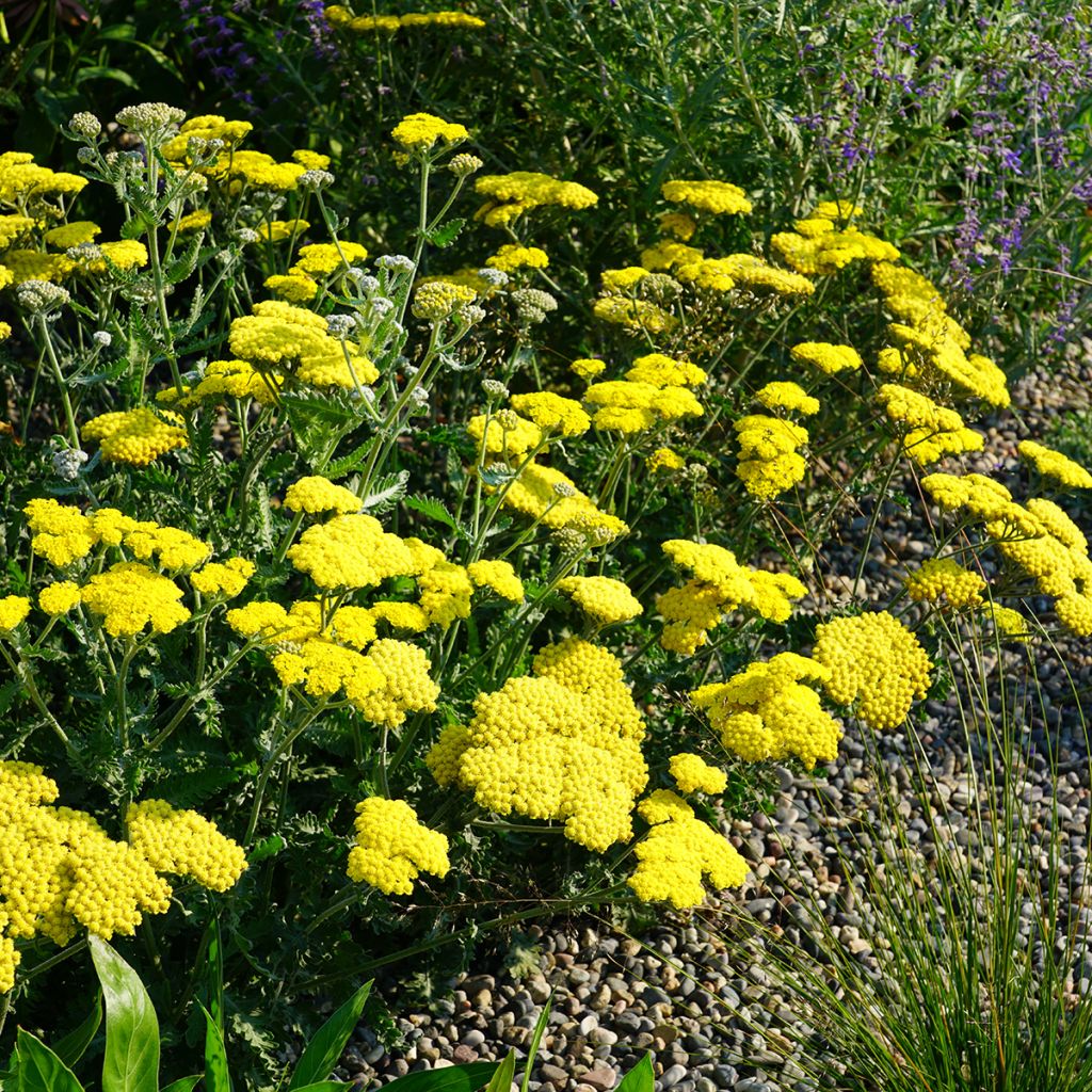 Achillea Moonshine - Filzige Schafgarbe