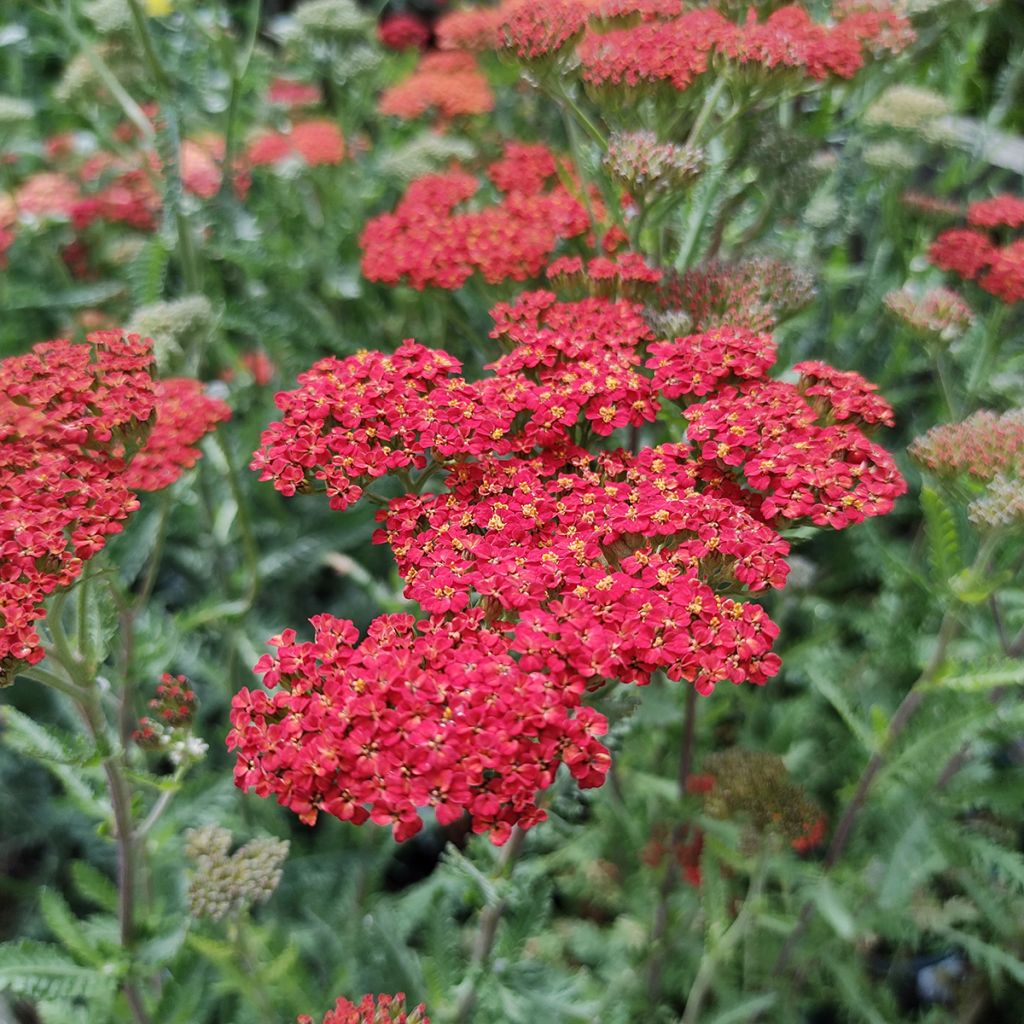 Achillea millefolium Walter Funcke - Gemeine Schafgarbe