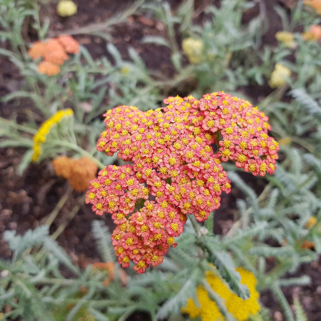 Achillea millefolium Walter Funcke - Gemeine Schafgarbe