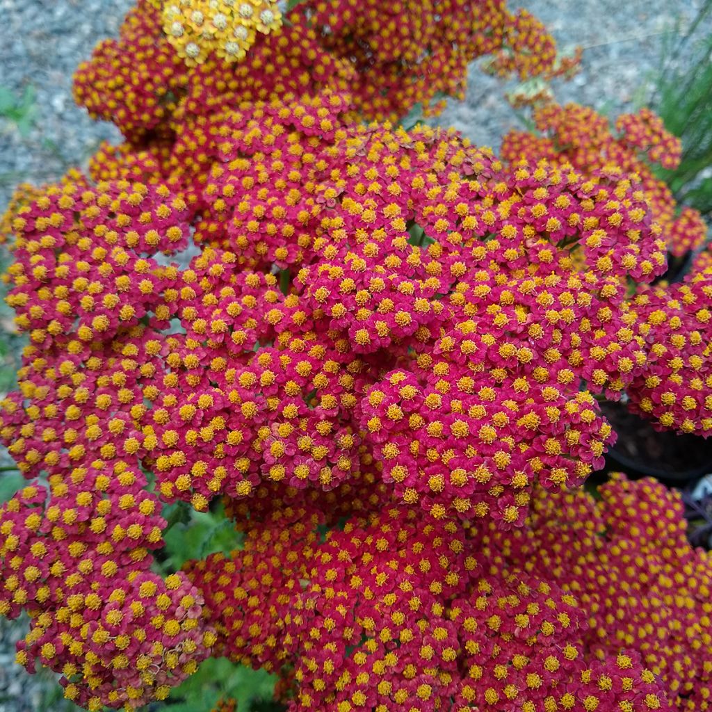 Achillea millefolium Walter Funcke - Gemeine Schafgarbe