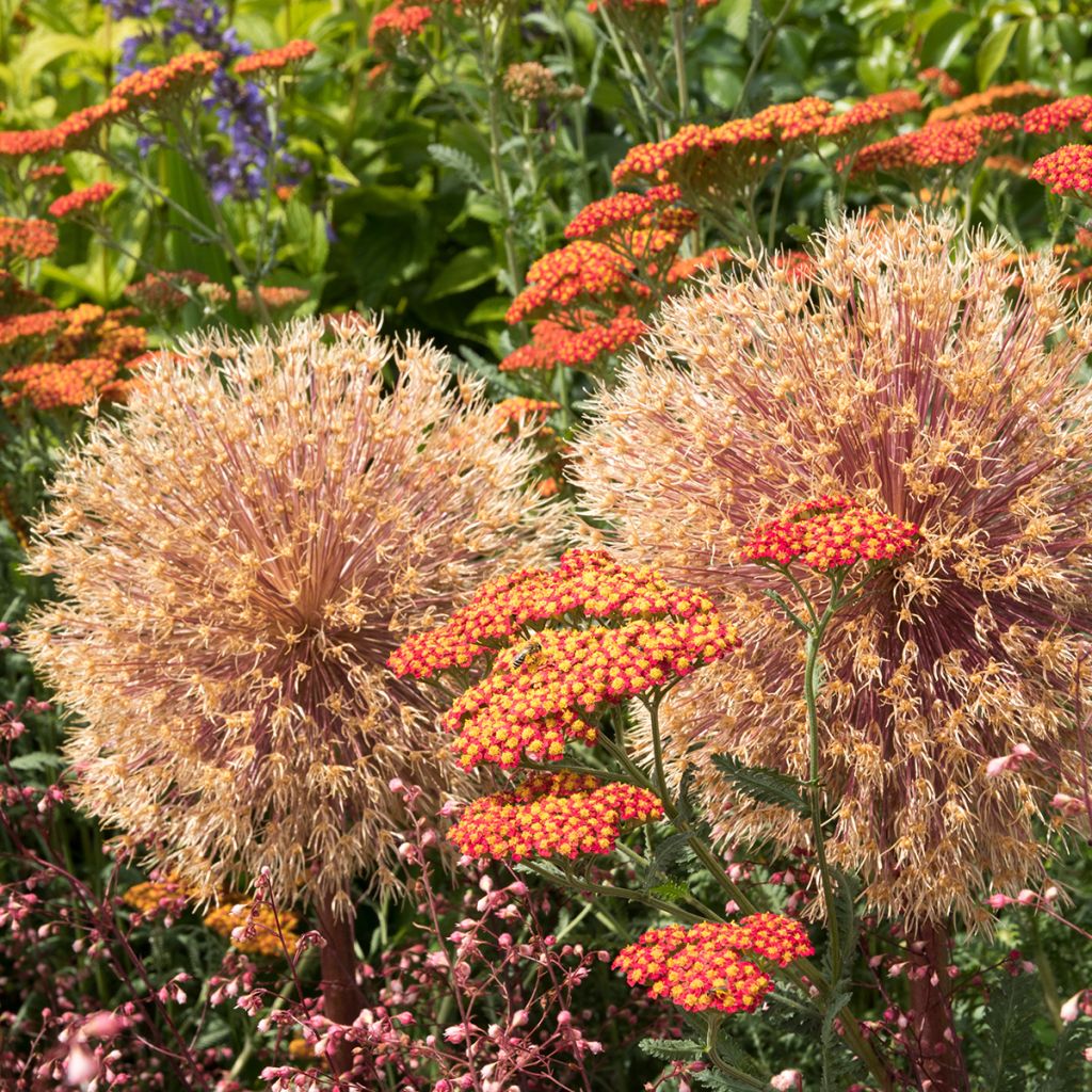 Achillea millefolium Walter Funcke - Gemeine Schafgarbe