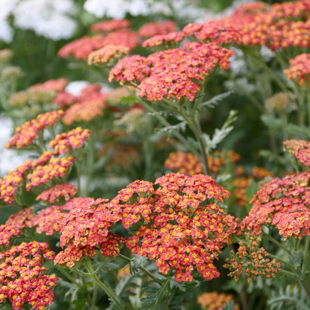 Achillea millefolium Walter Funcke - Gemeine Schafgarbe