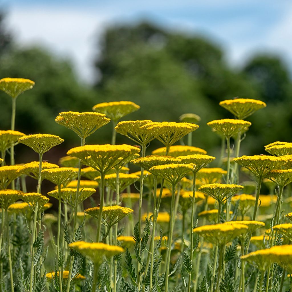 Achillea fillipendulina Cloth of Gold - Hohe Gelbe Schafgarbe