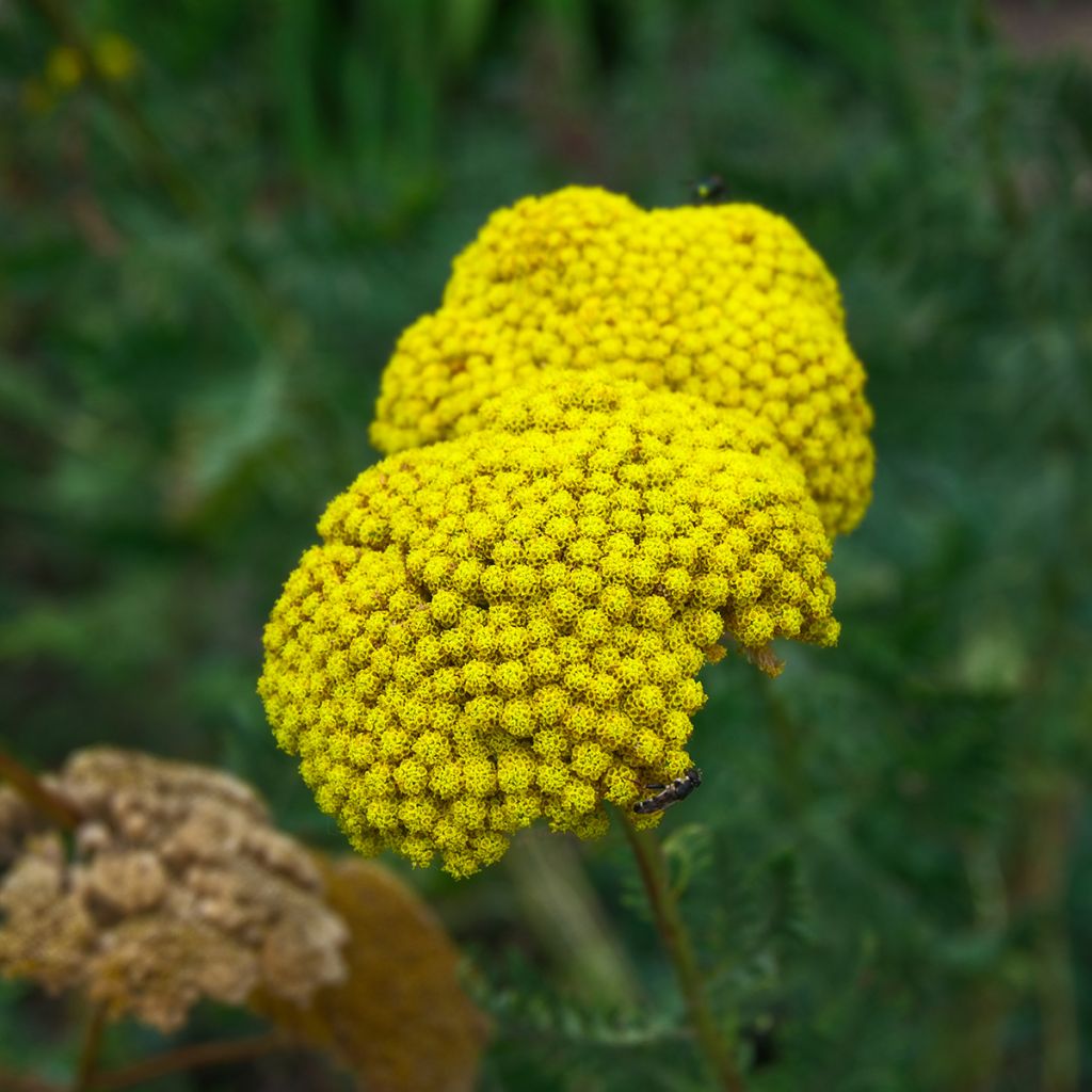 Achillea fillipendulina Cloth of Gold - Hohe Gelbe Schafgarbe