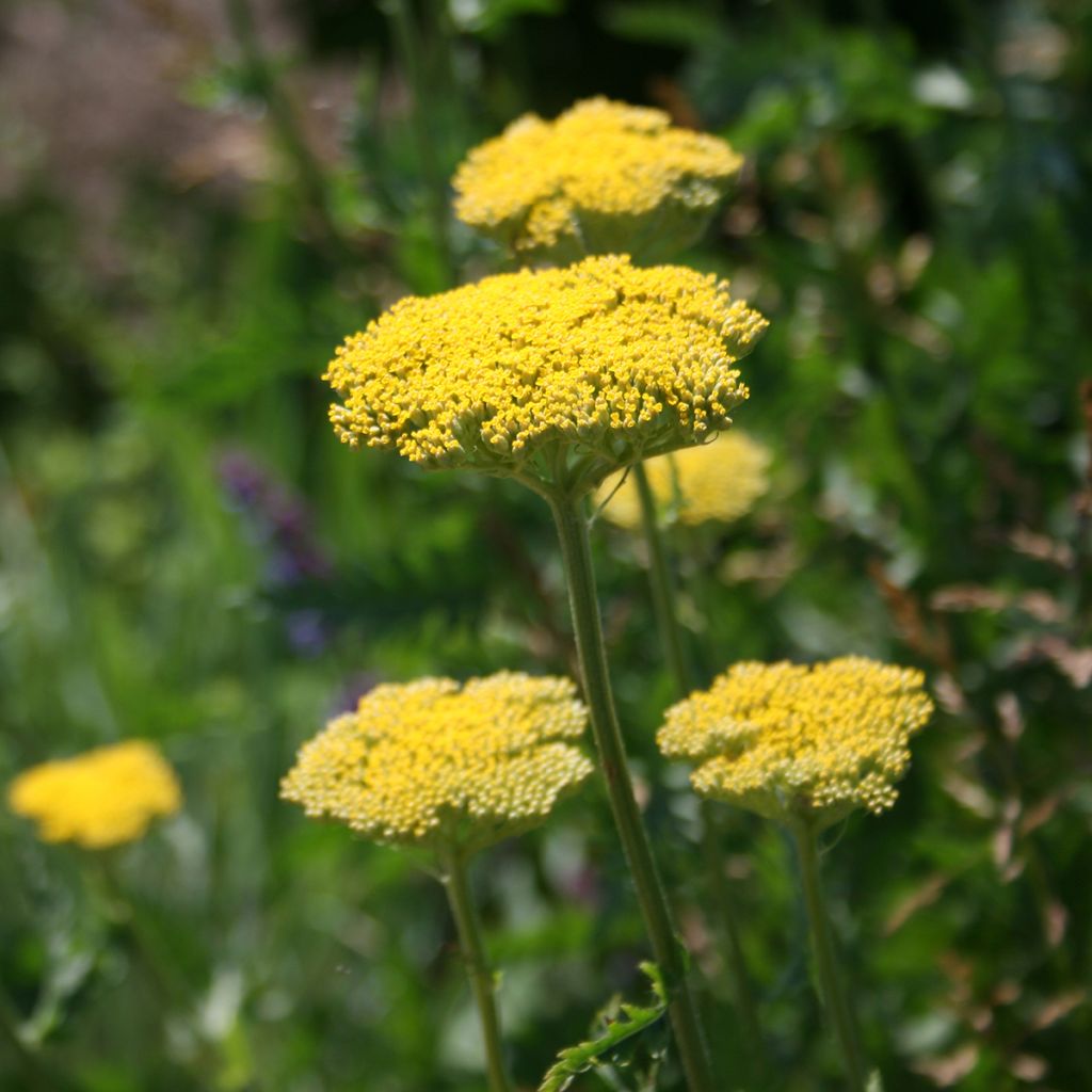 Achillea fillipendulina Cloth of Gold - Hohe Gelbe Schafgarbe