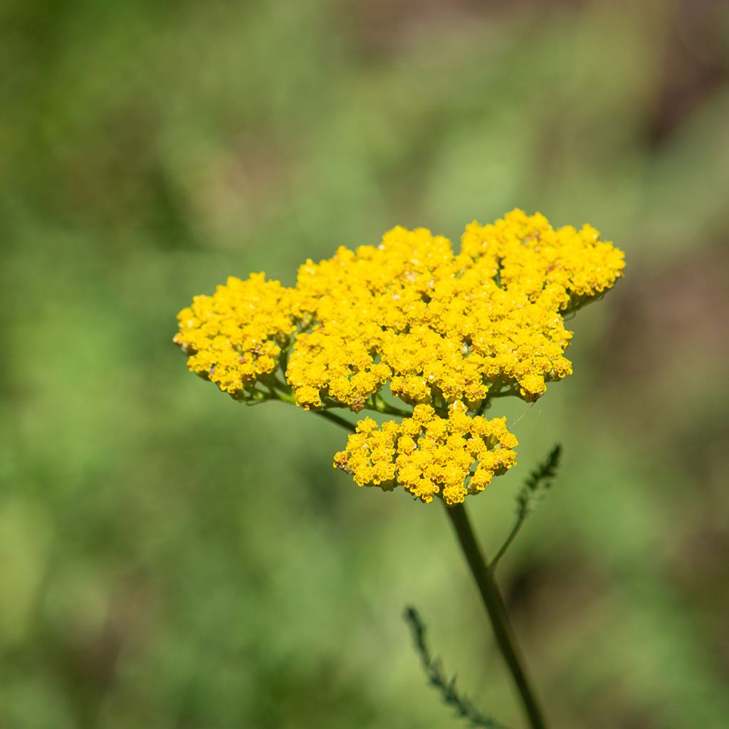 Achillea filipendulina Golden Plate - Hohe Gelbe Schafgarbe