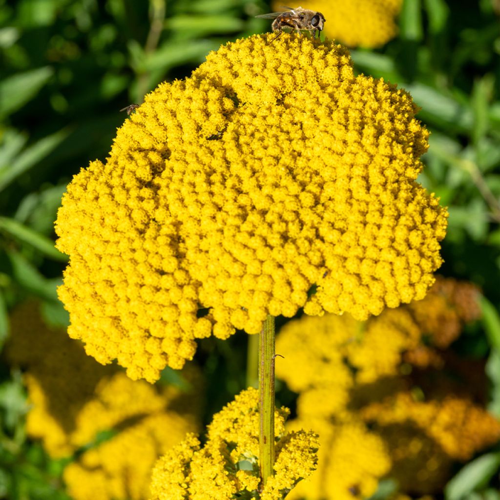 Achillea filipendulina Golden Plate - Hohe Gelbe Schafgarbe