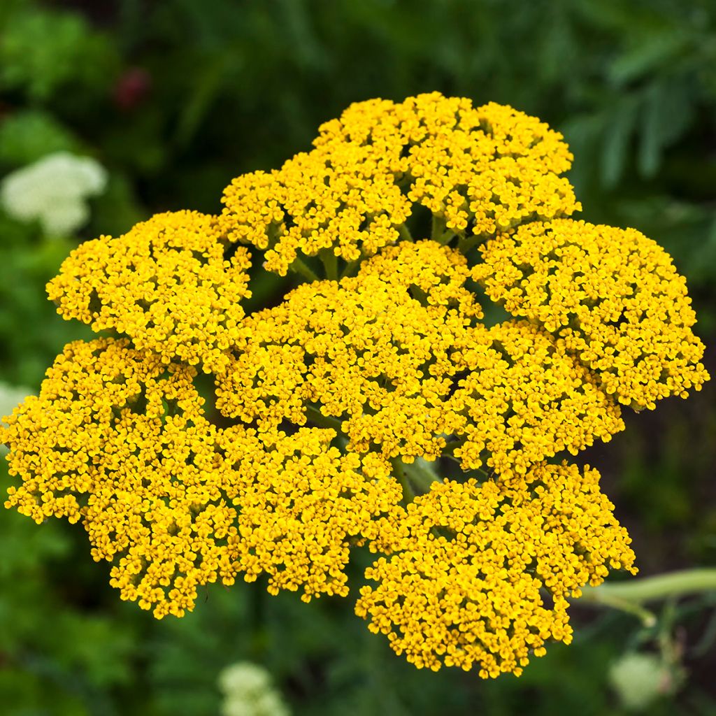 Achillea filipendulina Golden Plate - Hohe Gelbe Schafgarbe