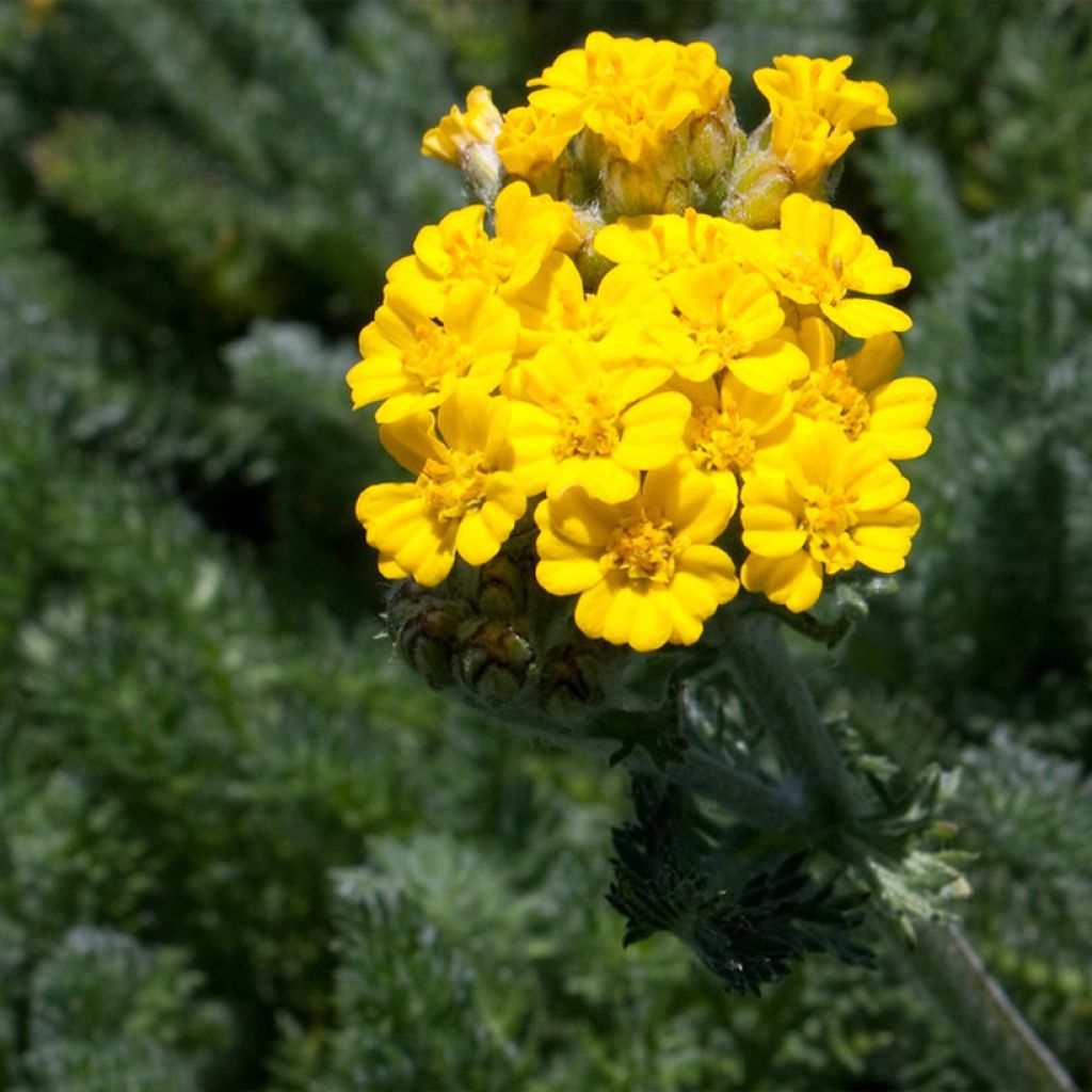 Achillea tomentosa Aurea - Filzige Schafgarbe