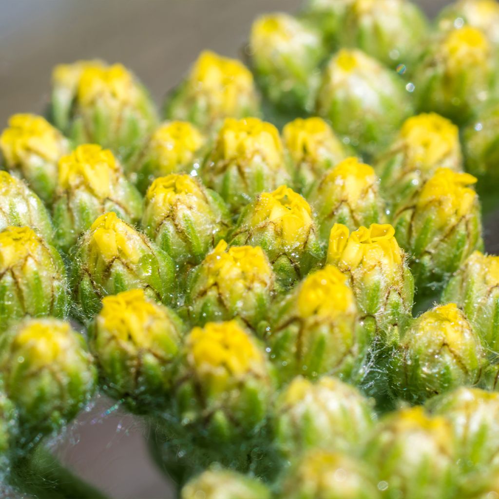 Achillée laineuse Aurea (Maynard's Gold) - Achillea tomentosa