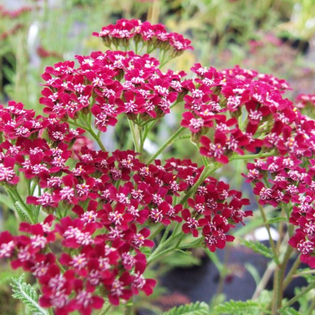 Achillea millefolium Cassis - Gemeine Schafgarbe